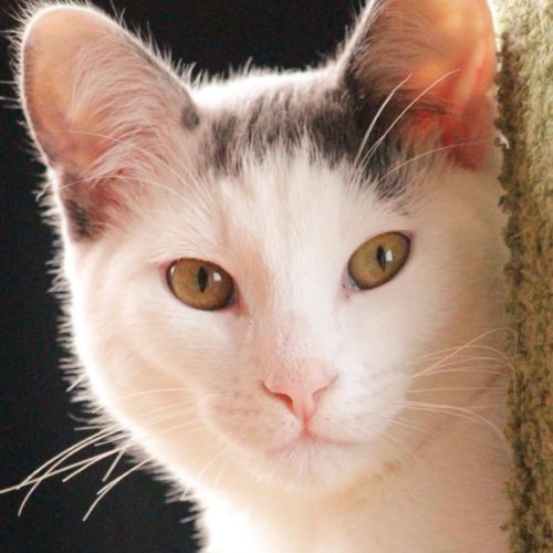 Quincy 