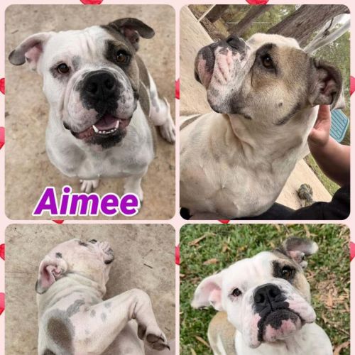 Aimee