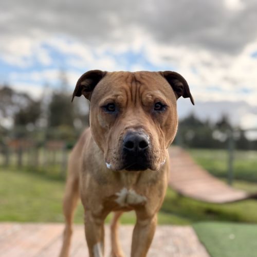 Tyson