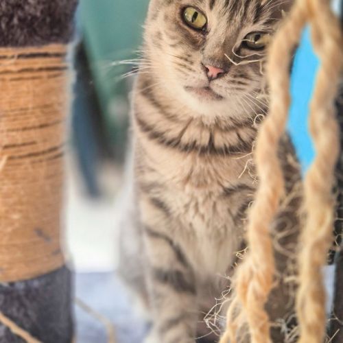 Cleo