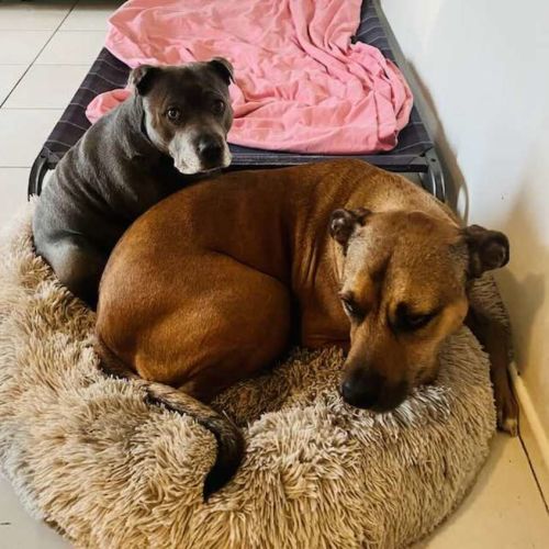 Lily and Tazi