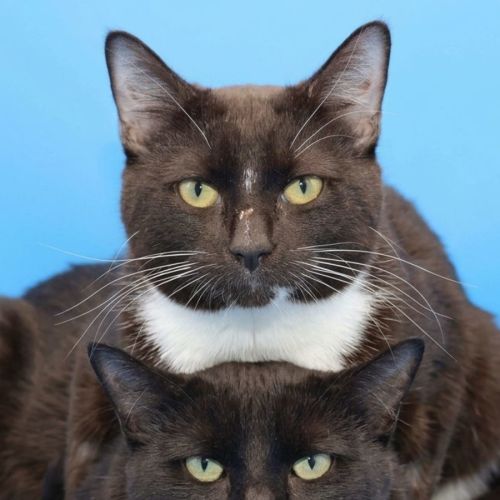 Bill n Ben - meet us PET Quarters Broadmeadow