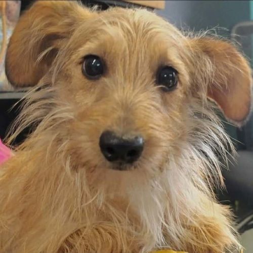 Suki