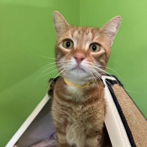 Sir Basil 