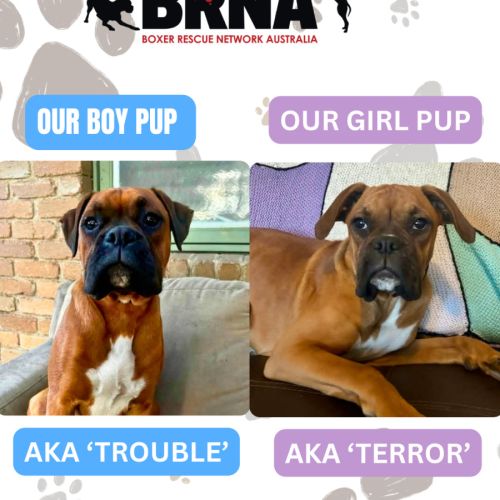 Trouble & Terror 
