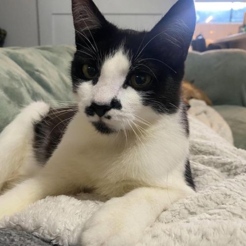 Milly