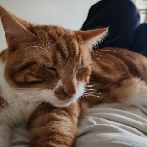 No photo for Baron Marmalade
