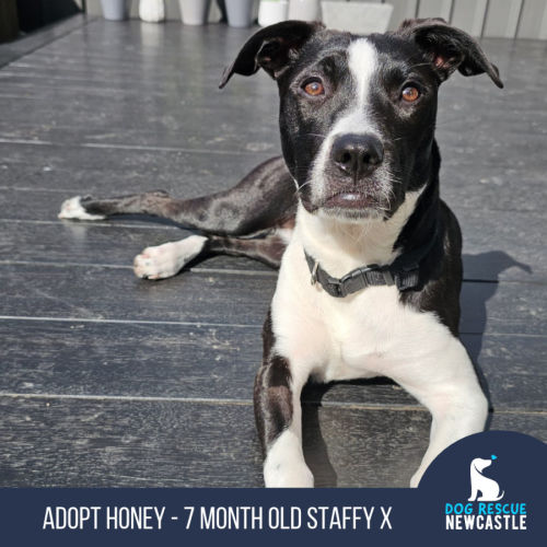 Honey - 7 Month Old Staffy X