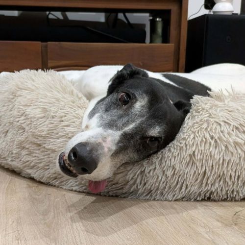 Pongo, the greyhound