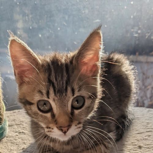 Willow