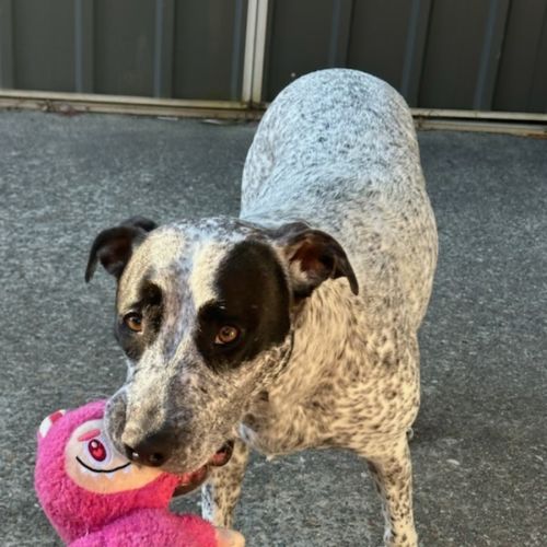 Spot - 22 Month Old Cattle Dog X