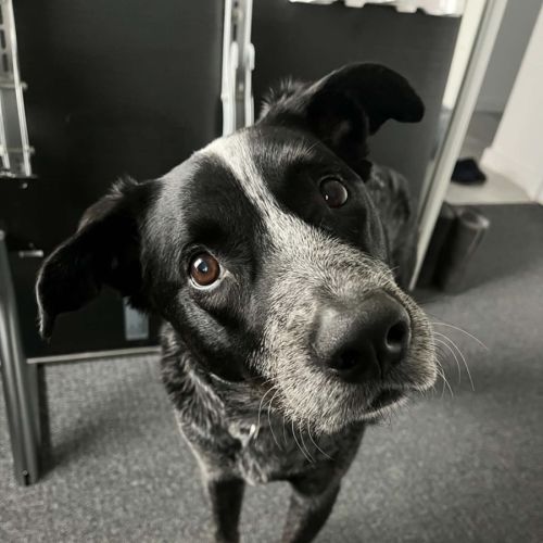 Rocky ~ 8yo Cattle Dog x