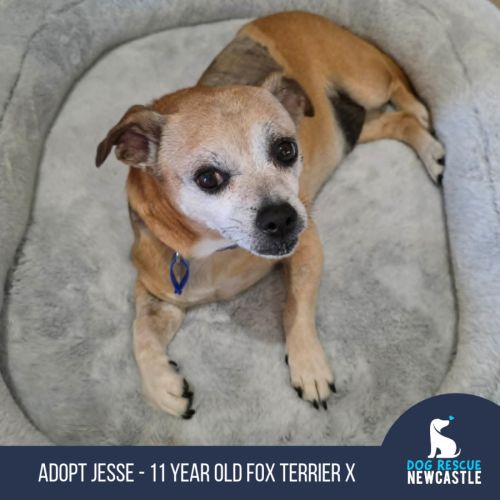 Jesse - 11 Year Old Fox Terrier X