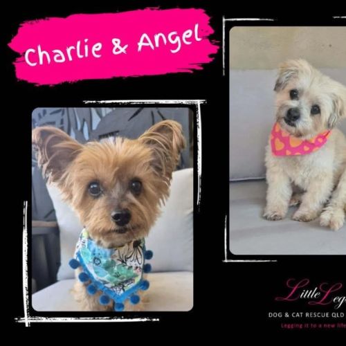 Charlie & Angel