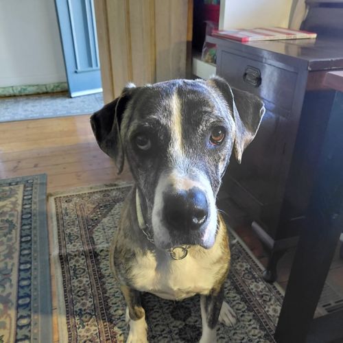 Duke