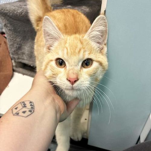 Noah