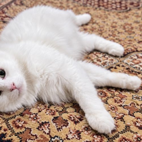 Kitty Cat