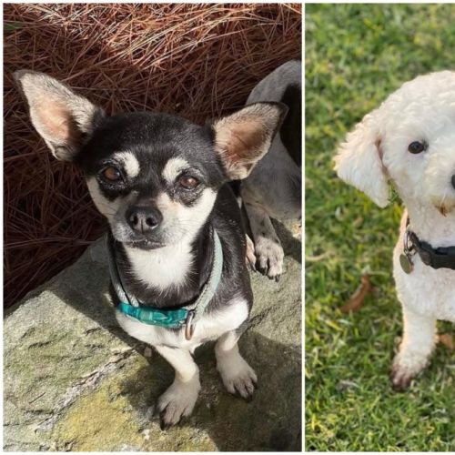 Kimba & Chilli (bonded)