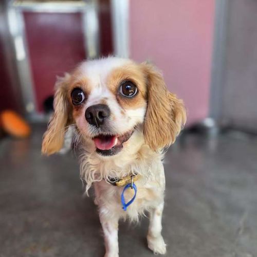 Gracie