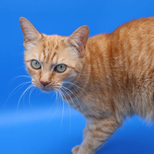 Daphne - now at PET Quarters Glendale
