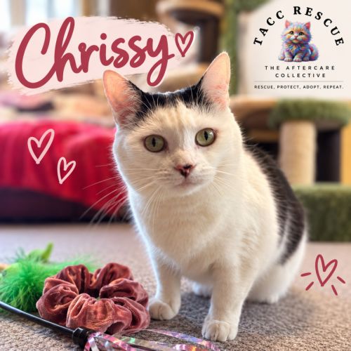 Chrissy