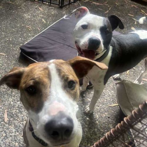 Harley and Hazel