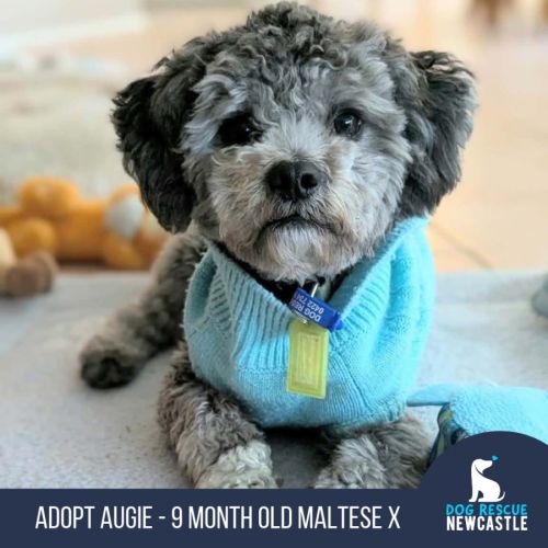 Augie - 9 Month Old Maltese X