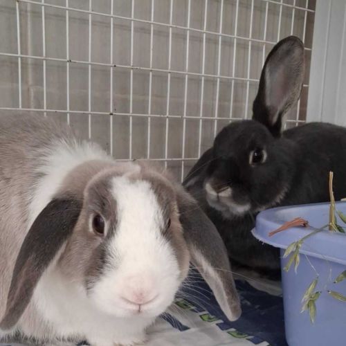 Chewy and Nibbles
