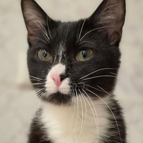 Princess Pearl - In foster care in Healesville