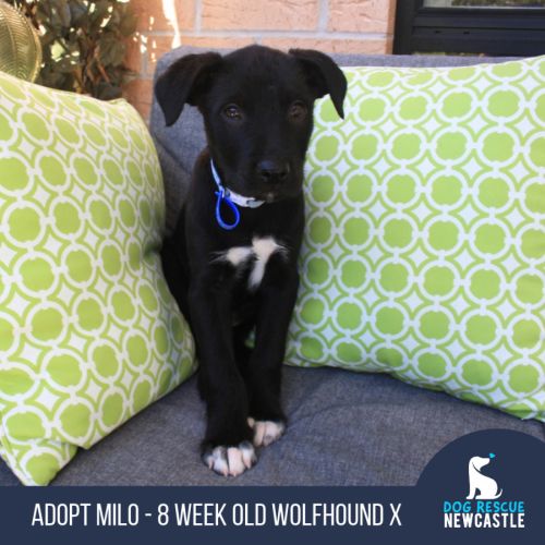 Milo - 8 Week Old Wolfhound X