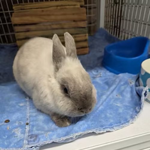 Yuki