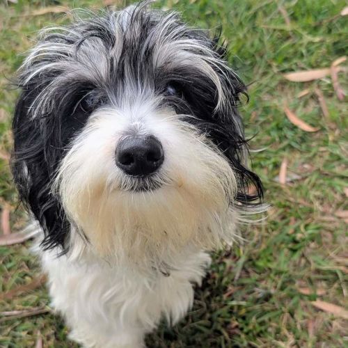 Benny
