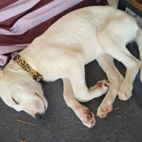 No photo for Casper *Foster Required*