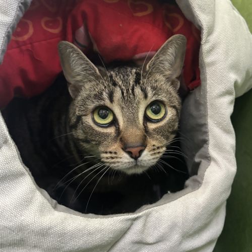 Bubbles (bonded To Buttercup)