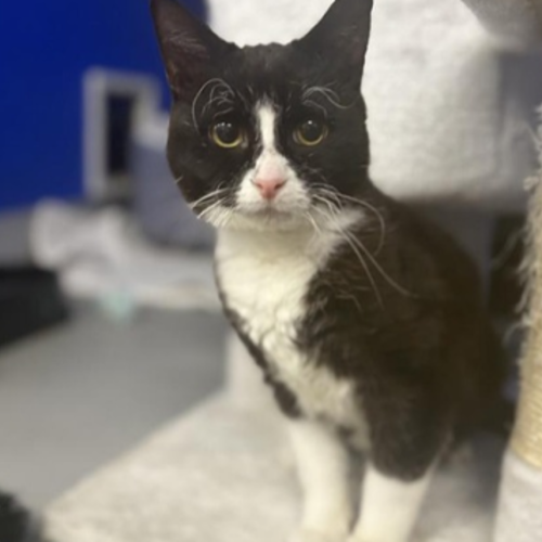 Milo