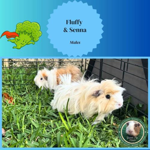 Fluffy & Senna