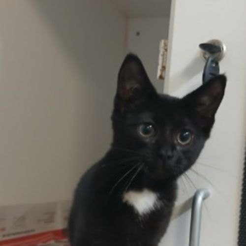 Tux (Luna)