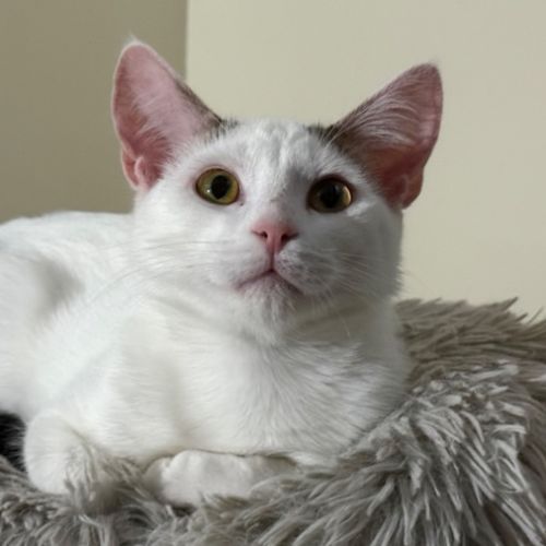Coconut