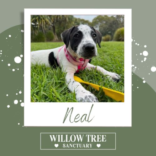 Neal