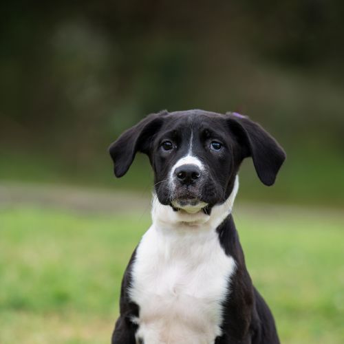 Duke