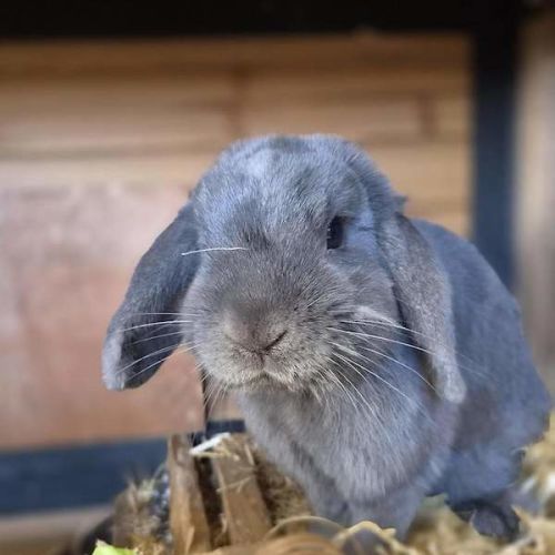 Merlin