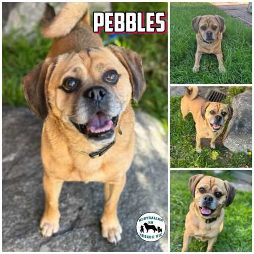 Pebbles 