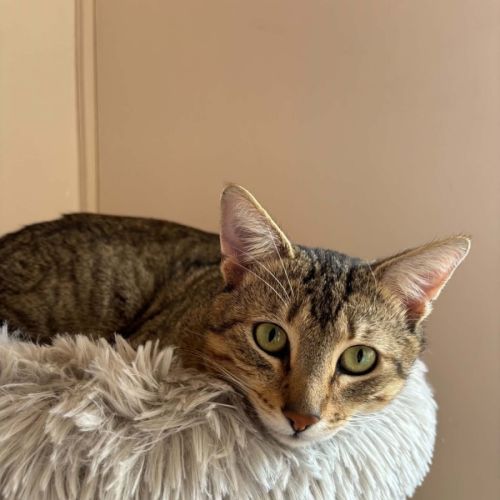 Dexter - In foster care in Bentleigh