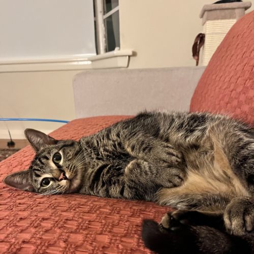 Lala