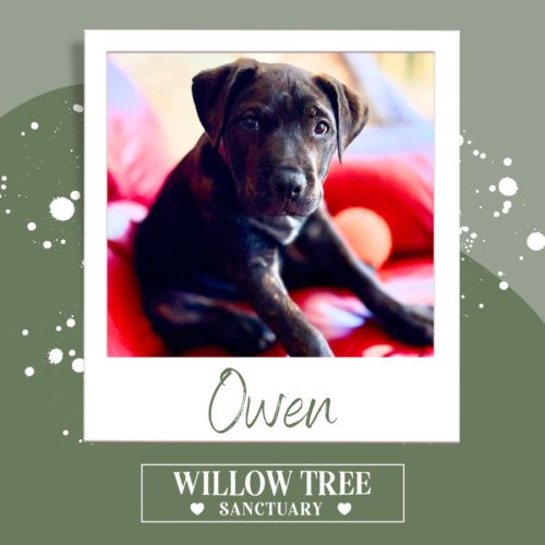 Owen