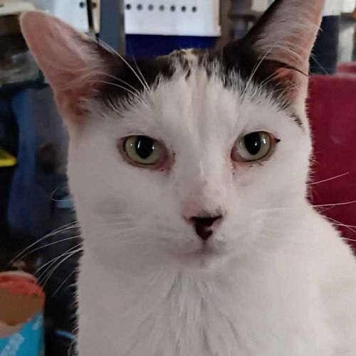 Calypso
