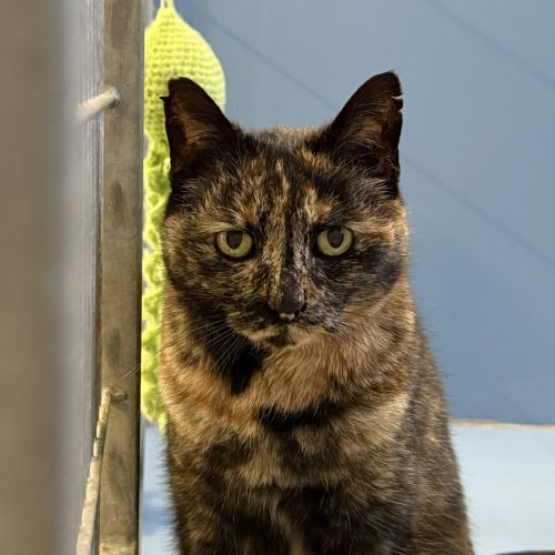 Gemma