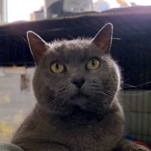 Rosie