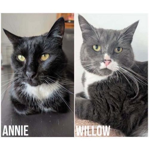 1906 & 4092 - Annie & Willow 