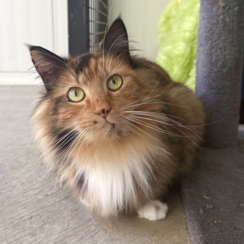 Bellatrix